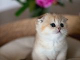 Yuvarlak Hatlı Golden Scottish Fold