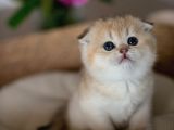 Yuvarlak Hatlı Golden Scottish Fold