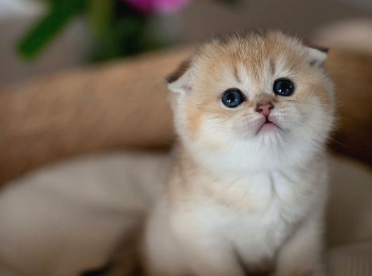 Yuvarlak Hatlı Golden Scottish Fold görsel