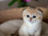 Yuvarlak Hatlı Golden Scottish Fold