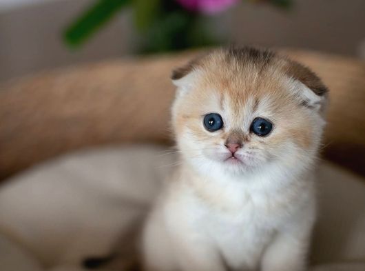Yuvarlak Hatlı Golden Scottish Fold görsel