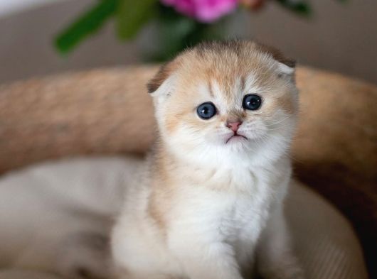 Yuvarlak Hatlı Golden Scottish Fold