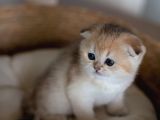 Yuvarlak Hatlı Golden Scottish Fold