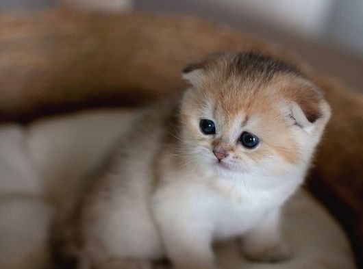 Yuvarlak Hatlı Golden Scottish Fold görsel