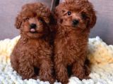 Güvenli - Sağlıklı Ve Irk Garantili Toy Poodle Yavrularımız