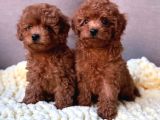 Güvenli - Sağlıklı Ve Irk Garantili Toy Poodle Yavrularımız