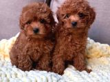 Güvenli - Sağlıklı Ve Irk Garantili Toy Poodle Yavrularımız