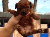 Kore Red Braun Poodle Yavrularımız