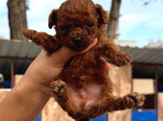 Kore Red Braun Poodle Yavrularımız görsel
