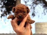 Kore red Braun poodle yavrularımız