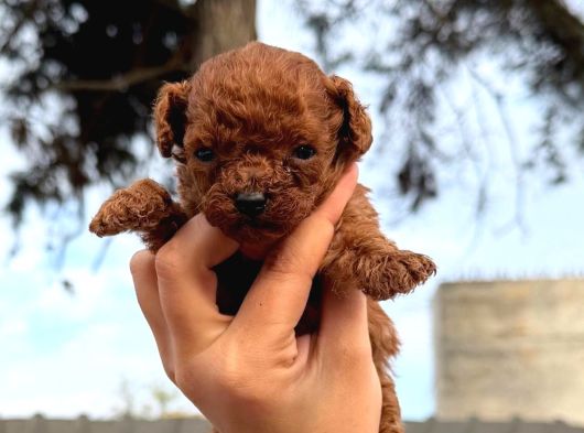 Kore Red Braun Poodle Yavrularımız