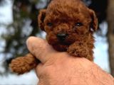 Kore Red Braun Poodle Yavrularımız
