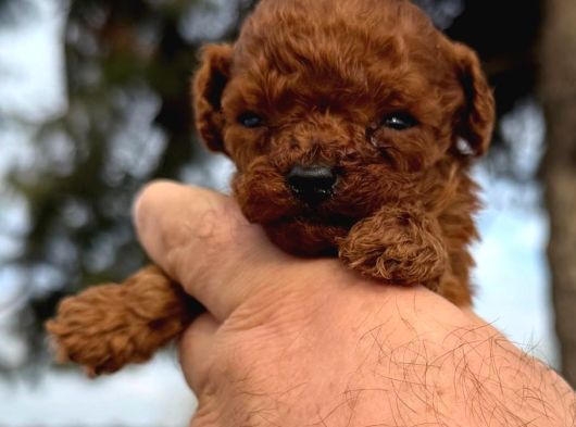 Kore Red Braun Poodle Yavrularımız görsel