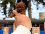 Kore Red Braun Poodle Yavrularımız