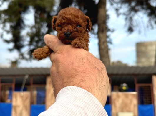 Kore Red Braun Poodle Yavrularımız görsel