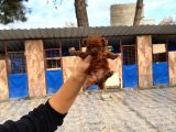 Kore Red Braun Poodle Yavrularımız