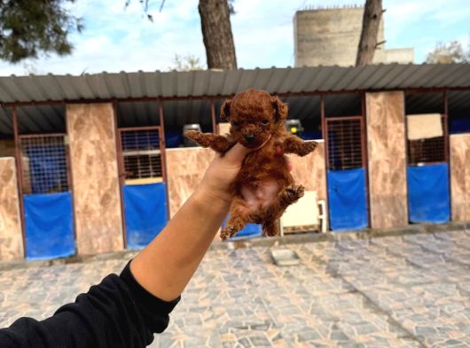Kore Red Braun Poodle Yavrularımız görsel