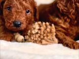 Aşıları Tam Teslime Hazır Orjinal Toypoodle