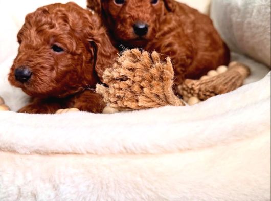 Aşıları Tam Teslime Hazır Orjinal Toypoodle görsel