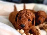 Aşıları Tam Teslime Hazır Orjinal ToyPoodle