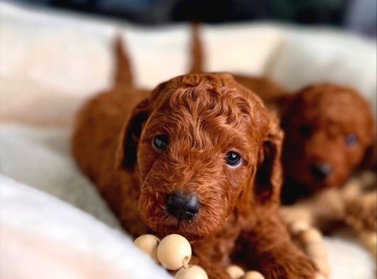 Aşıları Tam Teslime Hazır Orjinal Toypoodle