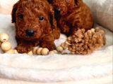 Aşıları Tam Teslime Hazır Orjinal Toypoodle