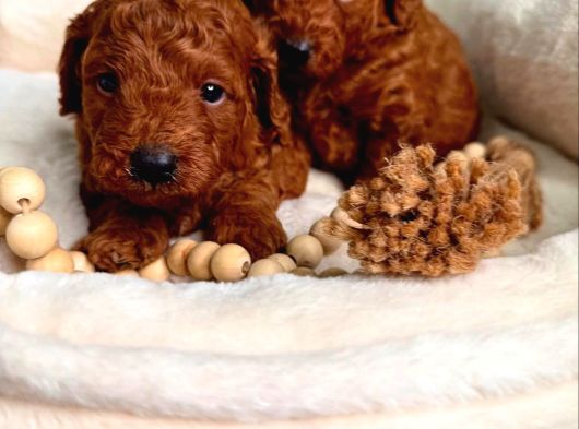 Aşıları Tam Teslime Hazır Orjinal Toypoodle görsel