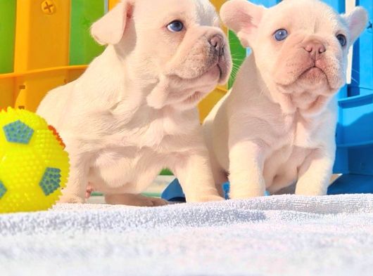 Mavi Gözlü Platinium Renk  Exotic French görsel