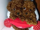 Dark brown Teacup kore kan poodle bebekler
