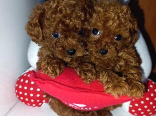 Dark Brown Teacup Kore Kan Poodle Bebekler