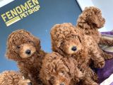 Renk Renk Orji̇nal Toy Poodle Yavrularimiz Güncel Ankara