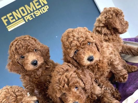 Renk Renk Orji̇nal Toy Poodle Yavrularimiz Güncel Ankara görsel