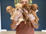 Renk Renk Orji̇nal Toy Poodle Yavrularimiz Güncel Ankara