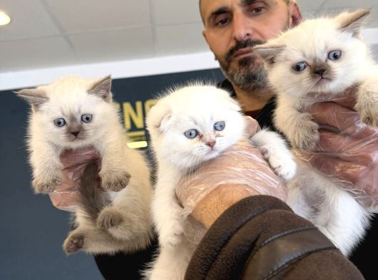 Kedi̇ci̇den Renk Renk British Shorthair Yavrulari Ankara görsel