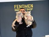 Kedi̇ci̇den Renk Renk British Shorthair Yavrulari Ankara