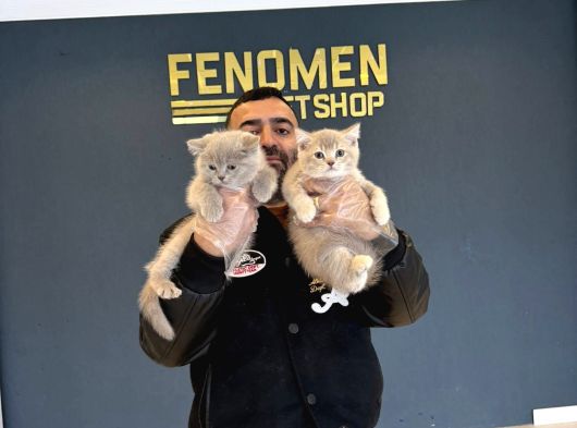 Kedi̇ci̇den Renk Renk British Shorthair Yavrulari Ankara görsel