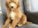 Bi̇r Çok Seçenek İle Labradoodle Bebekler