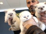 KEDİCİDEN RENK RENK BRITISH SHORTHAIR YAVRULARI ANKARA