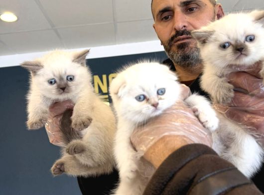 Kedi̇ci̇den Renk Renk British Shorthair Yavrulari Ankara