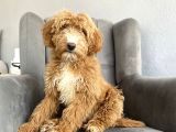 Bi̇r Çok Seçenek İle Labradoodle Bebekler