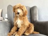 BİR ÇOK SEÇENEK İLE LABRADOODLE BEBEKLER