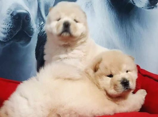 Beyaz Chow Chow Yavrulari İstanbul görsel