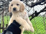 Bebek Yüzlü Üst Kalite Golden Retriever Yavrular