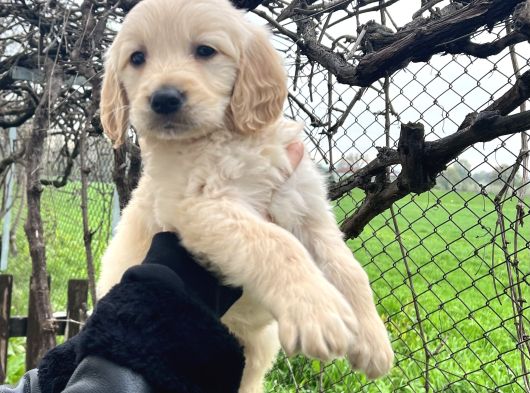 Bebek Yüzlü Üst Kalite Golden Retriever Yavrular görsel
