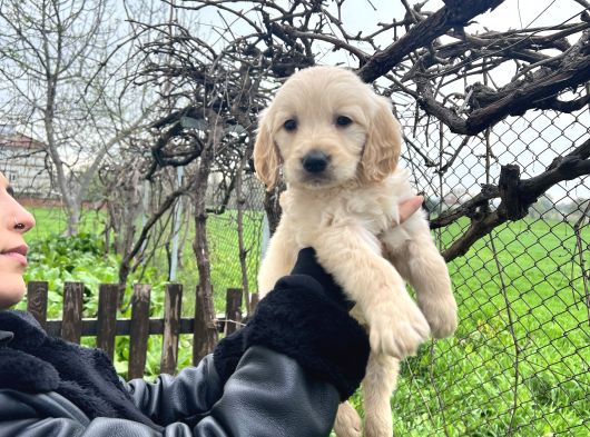 Bebek Yüzlü Üst Kalite Golden Retriever Yavrular görsel
