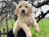 Bebek Yüzlü Üst Kalite Golden Retriever Yavrular