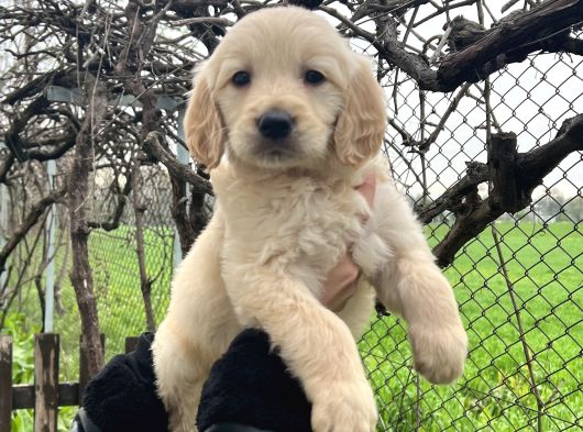 Bebek Yüzlü Üst Kalite Golden Retriever Yavrular
