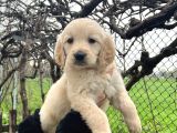Bebek Yüzlü Üst Kalite Golden Retriever Yavrular