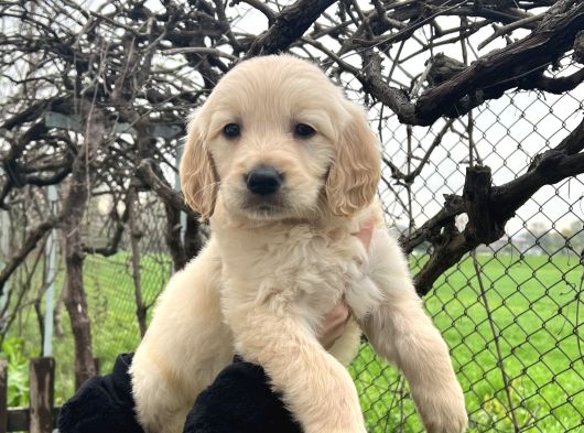 Bebek Yüzlü Üst Kalite Golden Retriever Yavrular görsel