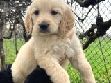 Bebek Yüzlü Üst Kalite Golden Retriever Yavrular